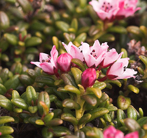 Kryplyng, Loiseleuria procumbens. Gurttejohka / Lullehacorru Rr 272A, Jukkasjärvi. Torneträsk nordbred, Sverige 29 juni 2007. Fotograf: Lars Andersen