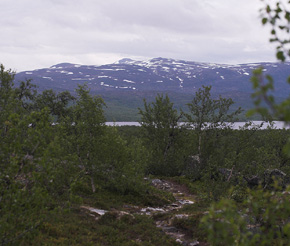 Nordkalotledden, Pålnovik nord for Torneträsk, Lappland, Sverige. 390 m. d. 28 juni 2007. Fotograf: Lars Andersen