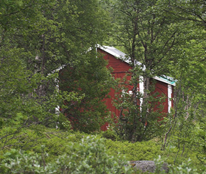 Pålnovikhyttan, nord for Torneträsk, Lappland, Sverige. 360 m. d. 28 juni 2007. Fotograf: Lars Andersen