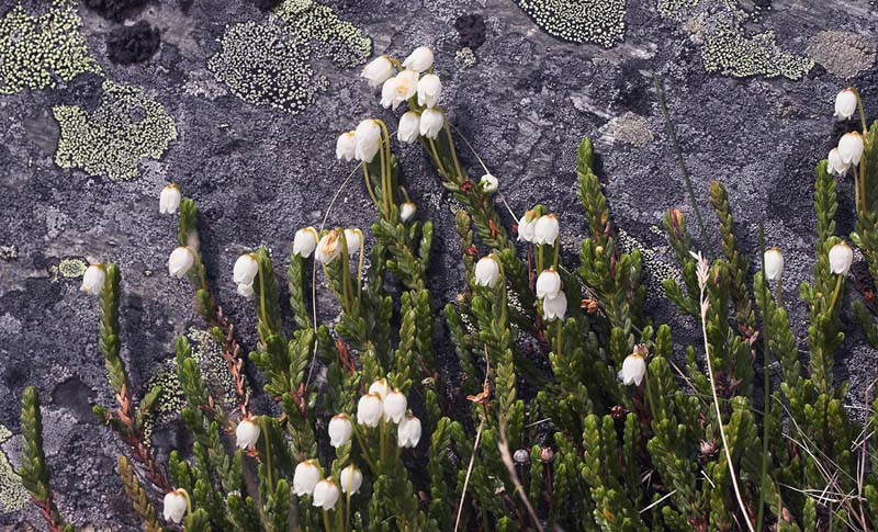 Kantlyng,Cassiope tetragona. Nuojla, 900 m.h. Tornetrask sydbred, Sverige 5 juli 2007. Fotograf: Lars Andersen