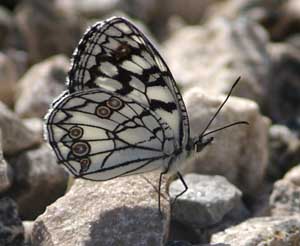 Melanargia ines, Estramadura, Spanien. 29 April 2007. Fotograf: Troells Melgaard