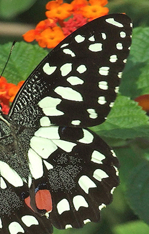 Lemon Swallowtail, Papilio demoleus. Hainan, China. 13 October 2007. Photographer: Henrik S. Larsen