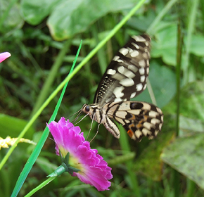 Lemon Swallowtail, Papilio demoleus. Hainan, China. 14 October 2007. Photographer: Henrik S. Larsen