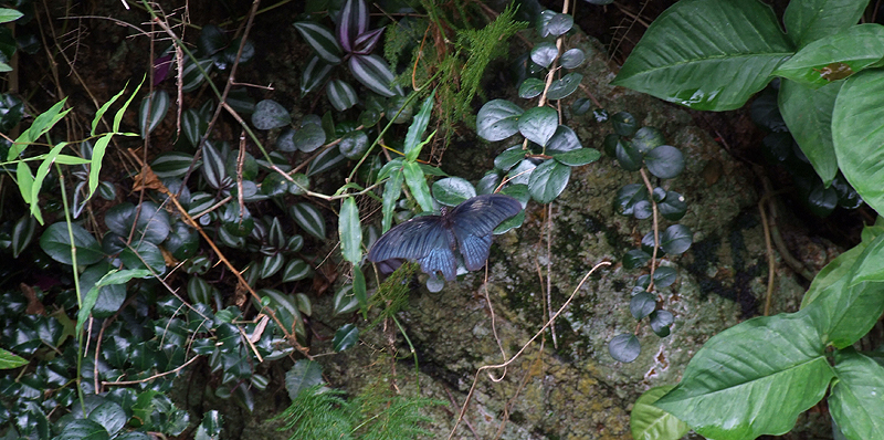 Great Mormon, Papilio memnon (Linnaeus, 1758). Hainan, China. d. 16 October 2007. Photographer: Henrik Stig Larsen 