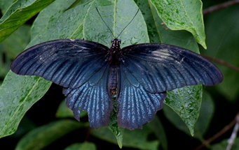 Great Mormon, Papilio memnon (Linnaeus, 1758). Hainan, China. d. 16 October 2007. Photographer: Henrik Stig Larsen 