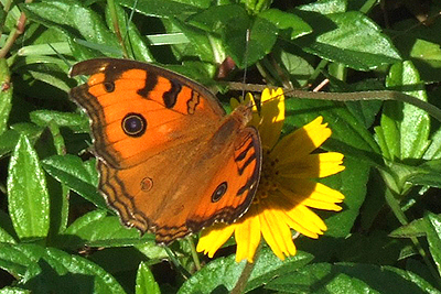 Peacock Pansy, Precis almana. Hainan, China. d. 16 October 2007. Photographer: Henrik Stig Larsen 