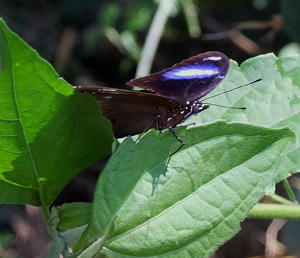 Danaid Eggfly, Hypolimnas misippus. Hainan, China. d. 16 October 2007. Photographer: Henrik Stig Larsen 