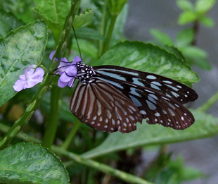 Blue tiger, Tirumala hamata. Hainan, China. d. 16 October 2007. Photographer: Henrik Stig Larsen 