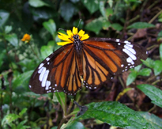 Common Tiger, Danaus genutia. Hainan, China. d. 16 October 2007. Photographer: Henrik Stig Larsen 