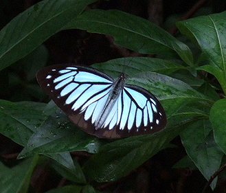 Common Wanderer, Pareronia hippia (Fabricius, 1787). Hainan, China. d. 16 October 2007. Photographer: Henrik Stig Larsen 