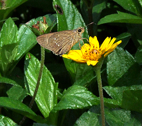 Skippers species?. Hainan, China. d. 16 October 2007. Photographer: Henrik Stig Larsen 