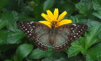 Red Lacewing, Cethosia biblis. Hainan, China. d. 16 October 2007. Photographer: Henrik Stig Larsen 