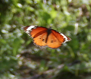 Plain Tiger, Danaus chryssippus. Mallorca, Spain. October 2007. Photographer: Sanne Busk