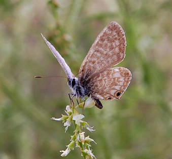 Lille Vandreblåfugl, Leptotes pirithous han. Etang de Vendres, Languedoc, Sydfrankrig. 19 Juli 2006. Fotograf: Nikolaj Noel Christensen