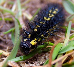 Askepletvinges larve. Bialowieca, Polen, ex larvae d. 4/4 2005. Foto d. 9/4 2005. Fotograf: Martin Bjerg