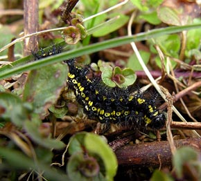 Askepletvinges larve. Bialowieca, Polen, ex larvae d. 4/4 2005. Foto d. 7/4 2005. Fotograf: Martin Bjerg