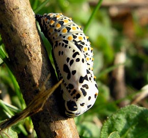 Askepletvinges puppe. Bialowieca, Polen, ex larvae d. 4/4 2005. Foto d. 16/4 2005. Fotograf: Martin Bjerg