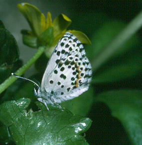 orion p de Smukke klipper i den Upplandske Skrgrd. Uppland Juni 1995. Fotograf: Ib Kreutzer