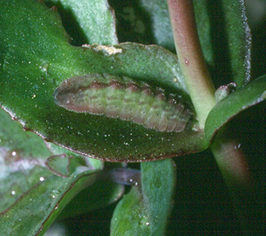 Stenurtblfugl, Scolitantides orion larve p Skt. Hansurt, Hylotelephium telephium. Munk, Djur, Uppland Juni 1995. Fotograf: Ib Kreutzer