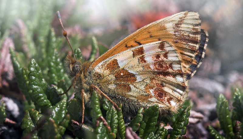  Fjeldperlemorsommerfugl, Boloria napaea. Gurttejohka / Lullehacorru Rr 272A, Jukkasjrvi. Tornetrask nordbred, Sverige 1 juli 2007. Fotograf: Lars Andersen