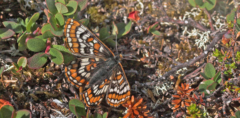 Polarpletvinge, Hypodryas iduna hun. Gurttejohka / Lullehacorru Rr 272A, Jukkasjrvi. Tornetrask nordbred, Sverige 1 juli 2007. Fotograf: Lars Andersen