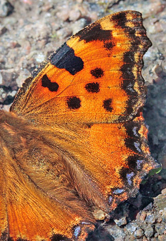 Kirsebrtakvinge, Nymphalis polychloros. Mittlandsskogen, land, Sverige. d. 15 Juli 2007. Fotograf: Lars Andersen