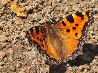 Kirsebrtakvinge, Nymphalis polychloros. Mittlandsskogen, land, Sverige. d. 15 Juli 2007. Fotograf: Lars Andersen