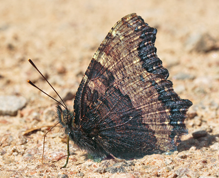 Kirsebærtakvinge, Nymphalis polychloros kendes på dens ben er mørke. Mittlandsskogen, Öland, Sverige. d. 15 Juli 2007. Fotograf: Lars Andersen