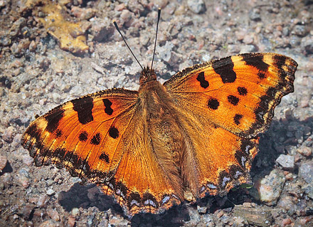 Kirsebrtakvinge, Nymphalis polychloros. Mittlandsskogen, land, Sverige. d. 15 Juli 2007. Fotograf: Lars Andersen