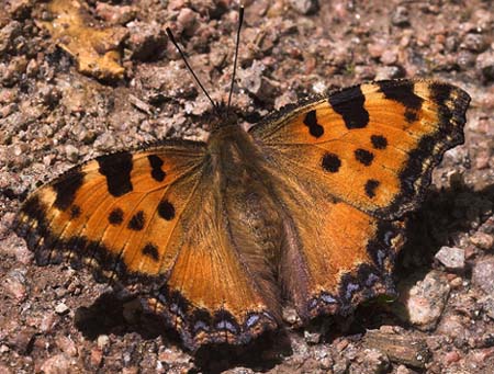 Kirsebrtakvinge, Nymphalis polychloros. Mittlandsskogen, land, Sverige. d. 15 Juli 2007. Fotograf: Lars Andersen