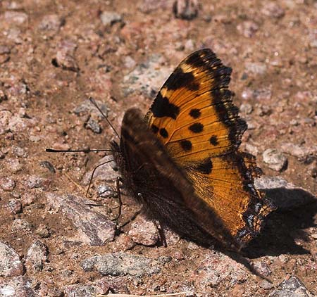 Videoklip med Kirsebrtakvinge, Nymphalis polychloros. Mittlandsskogen, land, Sverige. d. 15 Juli 2007. Fotograf: Lars Andersen