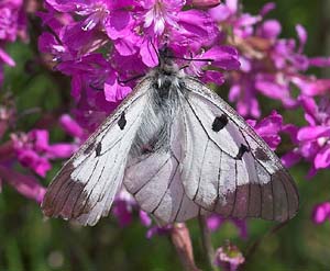 Mnemosyne han p Tjrenellike, Lychnis viscaria. Ronneby, Blekinge. d. 26 maj 2007. Fotograf: Trolls Melgaard