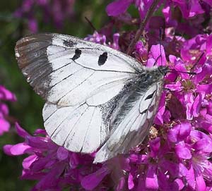 Mnemosyne han p Tjrenellike, Lychnis viscaria. Ronneby, Blekinge. d. 26 maj 2007. Fotograf: Trolls Melgaard