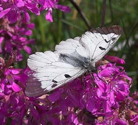 Mnemosyne han p Tjrenellike, Lychnis viscaria. Ronneby, Blekinge. d. 26 maj 2007. Fotograf: Trolls Melgaard
