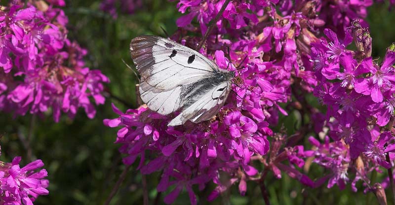 Mnemosyne han p Tjrenellike, Lychnis viscaria. Ronneby, Blekinge. d. 26 maj 2007. Fotograf: Trolls Melgaard