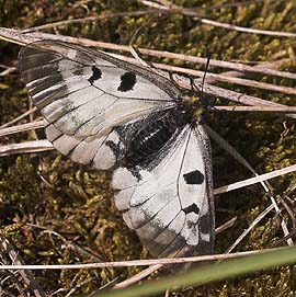 Mnemosyne hun. Ronneby, Blekinge. d. 2 juni 2007. Fotograf: Lars Andersen