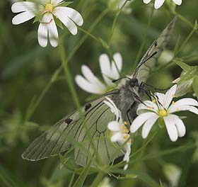 Mnemosyne. Parnassius mnemosyne han. Ronneby, Blekinge. d. 3 juni 2007. Fotograf: Lars Andersen