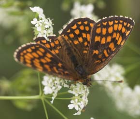 Brun pletvinge, Mellicta athalia. Ronneby, Blekinge. d. 2 juni 2007. Fotograf: Lars Andersen