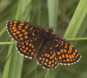 Brun pletvinge, Mellicta athalia. Ronneby, Blekinge. d. 2 juni 2007. Fotograf: Lars Andersen