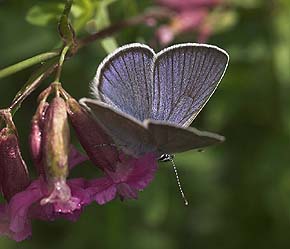 Engblfugl, Cyaniris semiargus han. Ronneby, Blekinge. d. 2 juni 2007. Fotograf: Lars Andersen