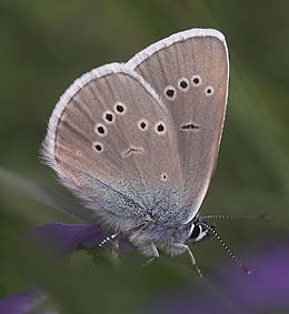 Engblfugl, Cyaniris semiargus han. Ronneby, Blekinge. d. 2 juni 2007. Fotograf: Lars Andersen