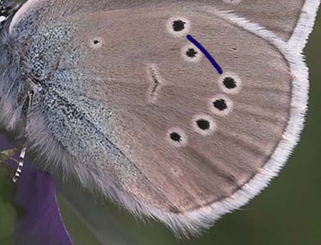 Engblfugl, Cyaniris semiargus han. Ronneby, Blekinge. d. 2 juni 2007. Fotograf: Lars Andersen