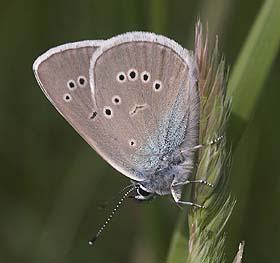 Engblfugl, Cyaniris semiargus. Ronneby, Blekinge. d. 2 juni 2007. Fotograf: Lars Andersen