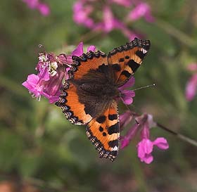 Nldens takvinge, Aglais urticae  Ronneby, Blekinge, Sverige. d. 3/6 2007. Fotograf: Lars Andersen