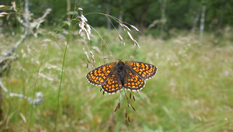 Brun pletvinge, Mellicta athalia Hagtorps, Sandhammaren, Skåne 17 juni 2007. Fotograf: Henrik S. Larsen