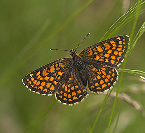 Brun pletvinge, Mellicta athalia Hagtorps, Sandhammaren, Skåne 17 juni 2007. Fotograf: Lars Andersen