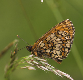 Brun pletvinge, Mellicta athalia Hagtorps, Sandhammaren, Skåne 17 juni 2007. Fotograf: Lars Andersen