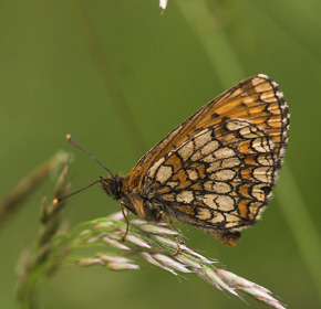 Brun pletvinge, Mellicta athalia  Hagtorps, Sandhammaren, Skne 17 juni 2007. Fotograf: Lars Andersen