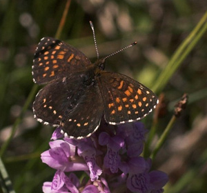 Mørk pletvinge, Melitaea diamina han. Högestads Mosse Naturreservat. Ystad. Skåne, Sverige. d. 17 juni 2007. Fotograf: Lars Andersen