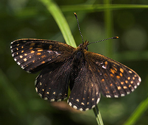 Mørk pletvinge, Melitaea diamina han. Högestads Mosse Naturreservat. Ystad. Skåne, Sverige. d. 17 juni 2007. Fotograf: Lars Andersen
